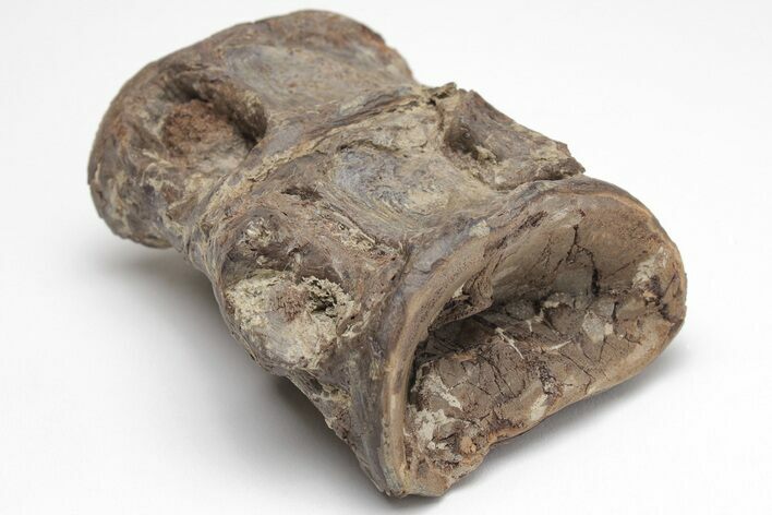 Fossil Xiphactinus (Cretaceous Fish) Vertebrae - Kansas #208362